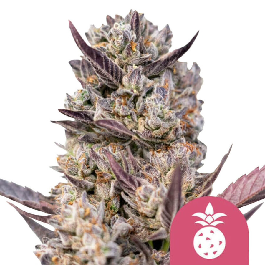 wholesale royal queen seeds tropicana cookies purple feminized cannabis seeds 5 seeds pack